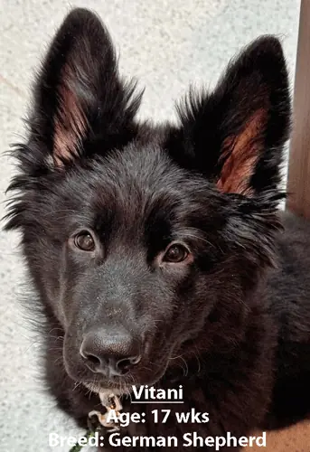 Vitani, a German shepherd, one of our new patients in April