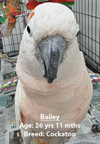 Bailey, a cockatoo, one of our new patients in April