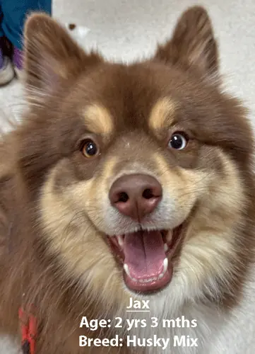 Jax, a husky mix, one of our new patients in May
