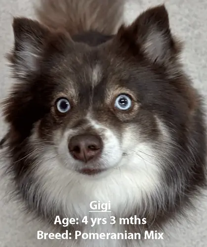 Gigi, a Pomeranian mix, one of our new patients in May
