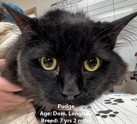 Pudge, a domestic longhair cat, one of our new patients in April