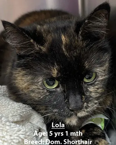 Lola, a domestic shorthair cat, one of our new patients in April