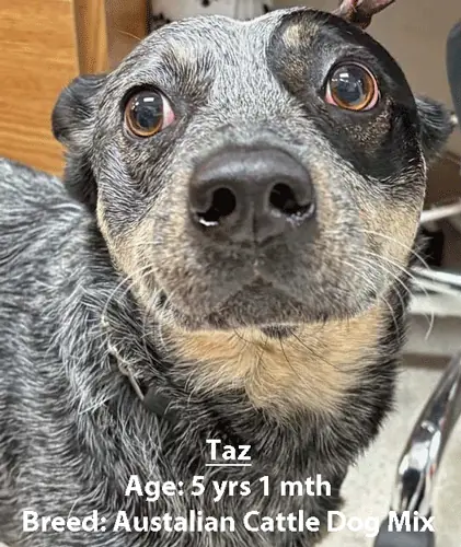 Taz, an Australian cattle dog mix, one of our new patients in April