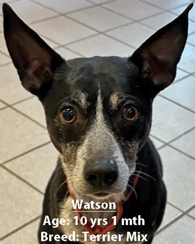 Watson, a terrier mix, one of our new patients in April