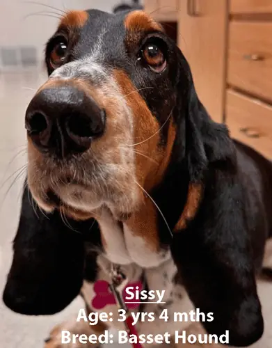 Sissy, a basset hound, one of our new patients in May