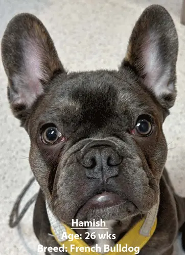 Hamish, a French bulldog, one of our new patients in April