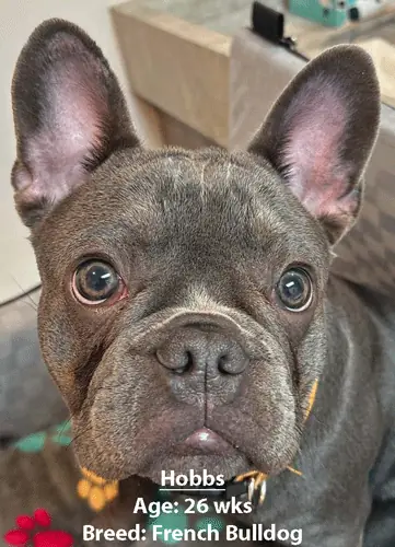 Hobbs, a French bulldog, one of our new patients in April