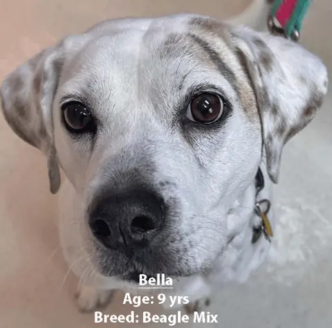 Bella, a beagle mix, one of our new patients in April