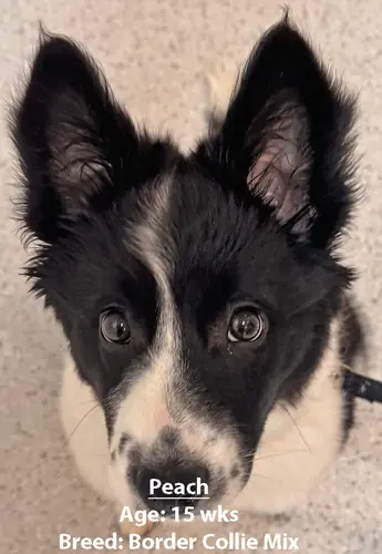 Peach, a border collie mix, one of our new patients in April