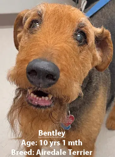 Bentley, an Airedale terrier, one of our new patients in April