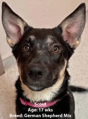 Scout, a German shepherd mix, one of our new patients in April