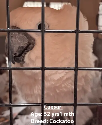 Caesar, a cockatoo, one of our new patients in May