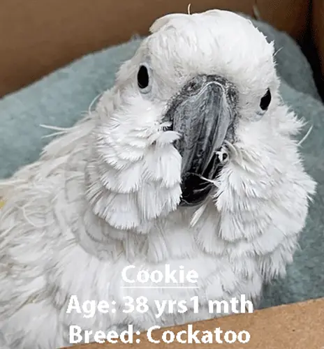 Cookie, a cockatoo, one of our new patients in May