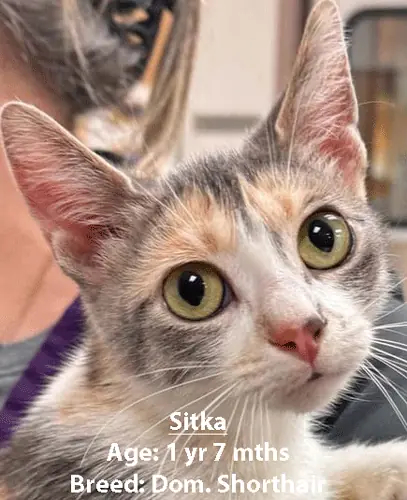Sitka, a domestic shorthair cat, one of our new patients in April