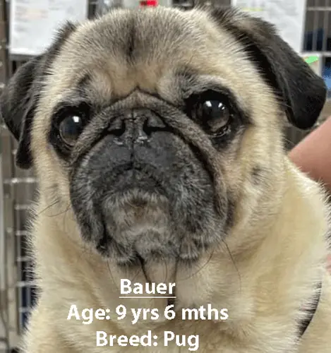 Bauer, a pug, one of our new patients in April