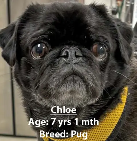 Chloe, a pug, one of our new patients in April