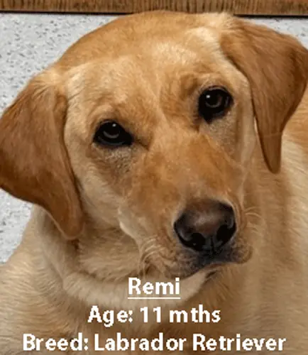 Remi, a Labrador retriever, one of our new patients in May