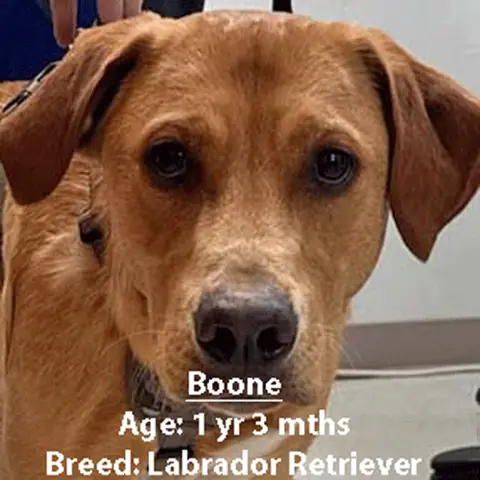 Boone, a Labrador retriever, one of our new patients in April