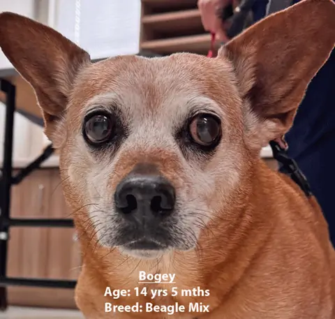 Bogey, a beagle mix, one of our new patients in April