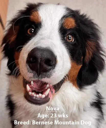 Nova, a Bernese mountain dog, one of our new patients in April