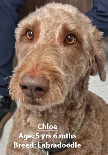Chloe, a Labradoodle, one of our new patients in April