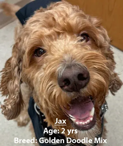 Jax, a goldendoodle mix, one of our new patients in April