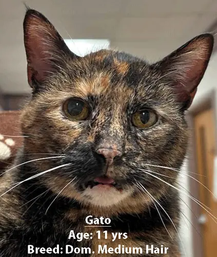 Gato, a domestic medium hair cat, one of our new patients in April