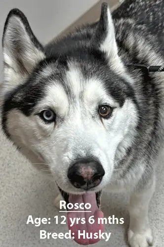 Rosco, a husky, one of our new patients in May