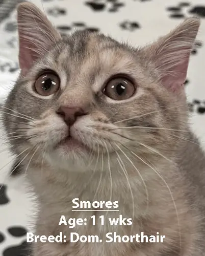 Smores, a domestic shorthair cat, one of our new patients in May