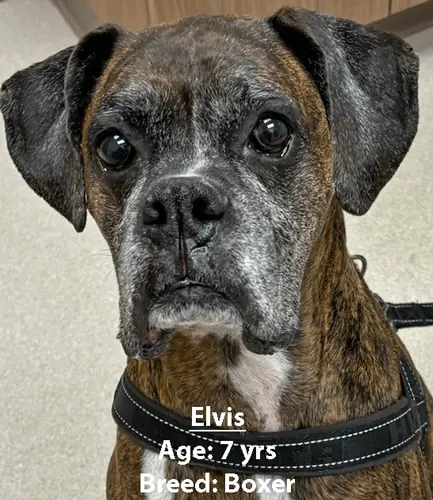 Elvis, a boxer, one of our new patients in May