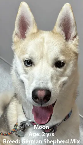 Moon, a German shepherd mix, one of our new patients in May