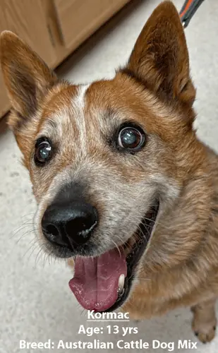 Kormac, an Australian cattle dog mix, one of our new patients in May