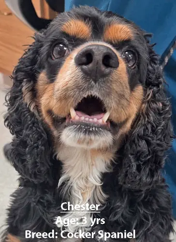 Chester, a cocker spaniel, one of our new patients in April