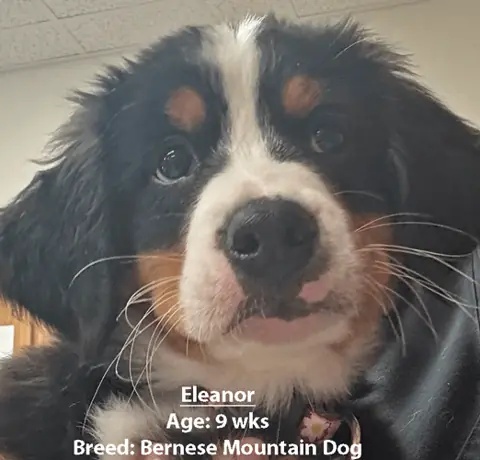 Eleanor, a Bernese mountain dog, one of our new patients in May