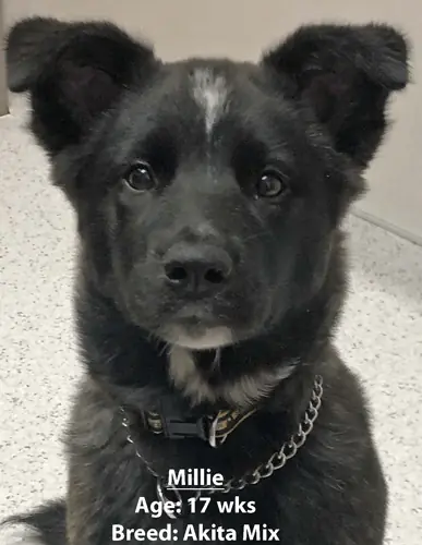Millie, an Akita mix, one of our new patients in April