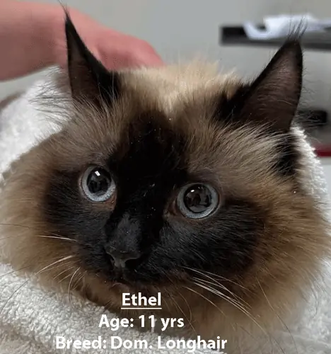 Ethel, a domestic longhair cat, one of our new patients in April