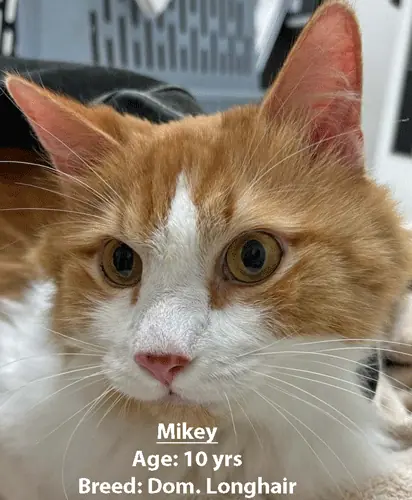 Mikey, a domestic longhair cat, one of our new patients in April