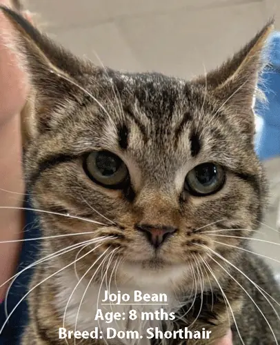 Jojo Bean, a domestic shorthair cat, one of our new patients in April