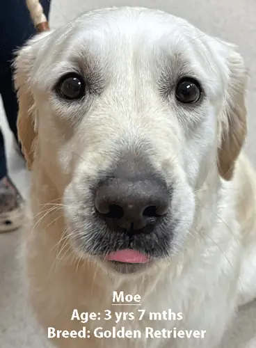Moe, a golden retriever, one of our new patients in April