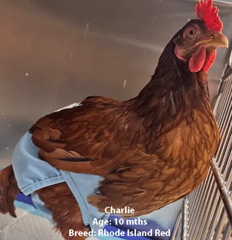 Charlie, a Rhode Island Red chicken, one of our new patients in May
