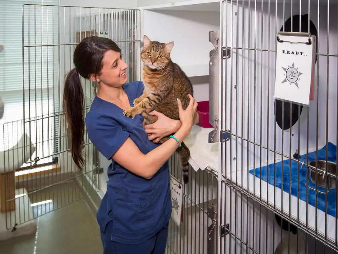 A Countrycare team member holding a tabby cat against her shoulder.