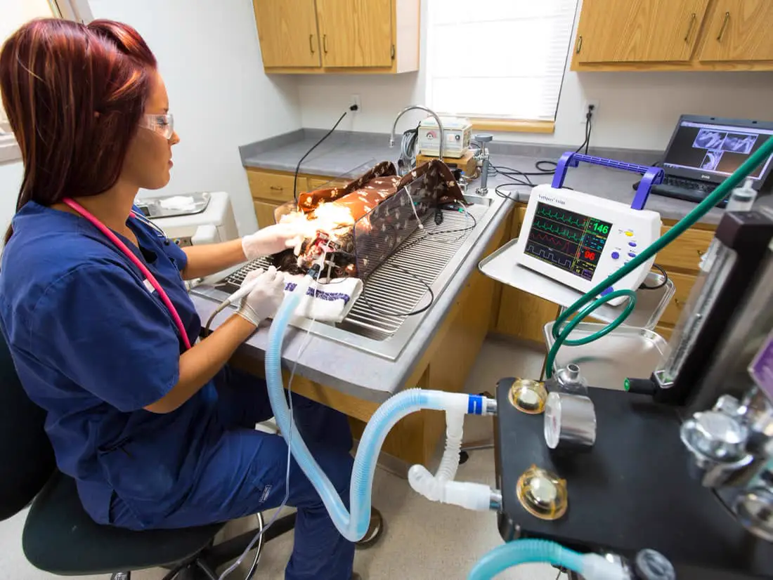 A Countrycare certified veterinary technician at work during a dental procedure.