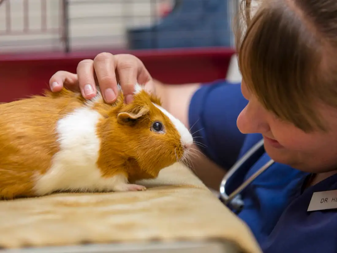 A Countrycare veterinarian stroking a guinea pig on the exam table, face close to it.