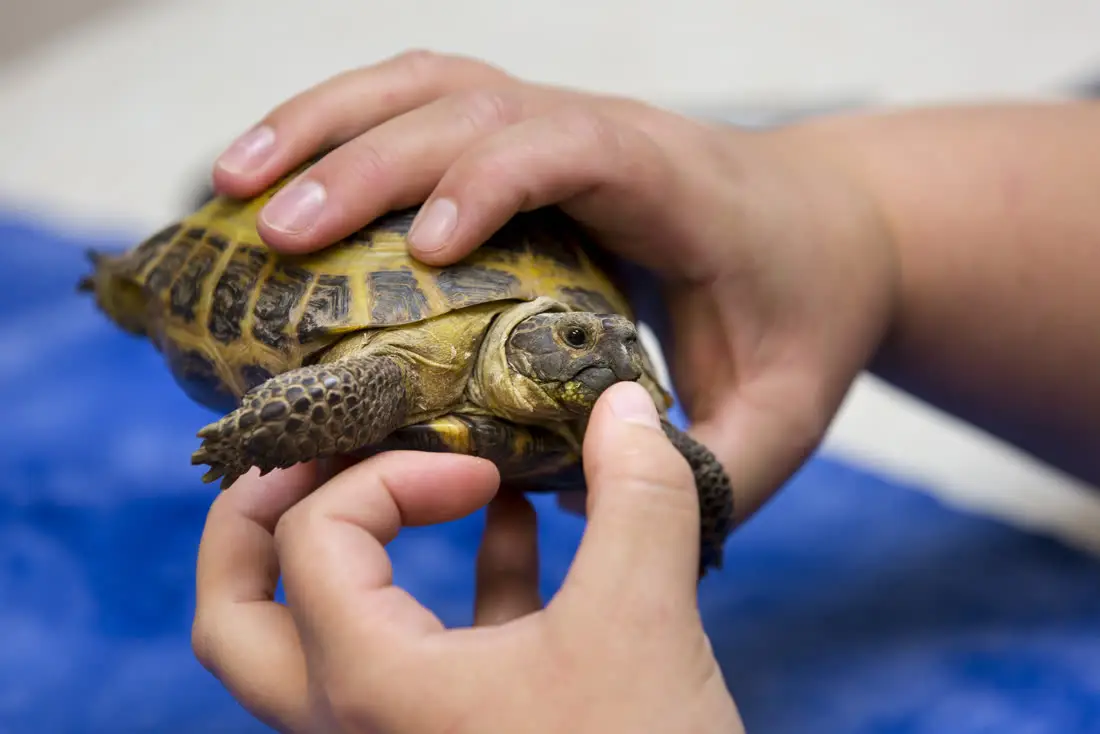 Two hands gently cradling a tortoise.